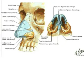 Gambar 2.1. Anatomi Hidung Sumber: Frank Netter, 2010 