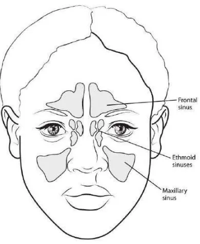 Gambar 2.3 Anatomi sinus paranasal penampang anterior. Sumber : American Cancer Society (2015)