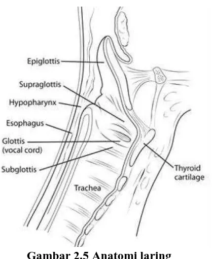 Gambar 2.5 Anatomi laring  