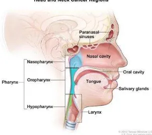 Gambar 2.1. Regio kanker kepala dan leher 