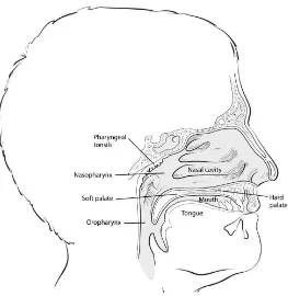 Gambar 2.2. Anatomi nasofaring  