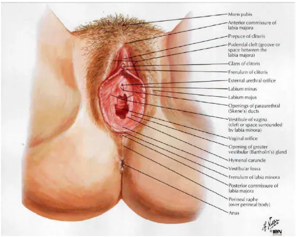 Gambar 2.1. Anatomi Genitalia Eksterna Wanita  