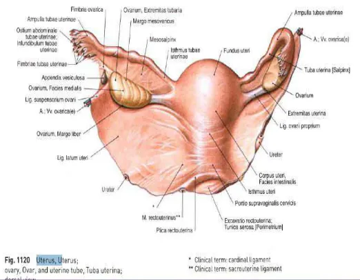 Gambar 2.2. Anatomi Uterus 