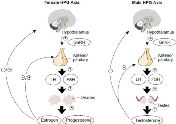 Gambar 2.1. Schematic representation of the hypothalamic–pituitary–gonadal (HPG) axes