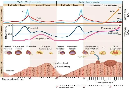Gambar 2.4. Siklus ovarium-endometrium Sumber: Cunningham, F.G., et.al, 2014. 