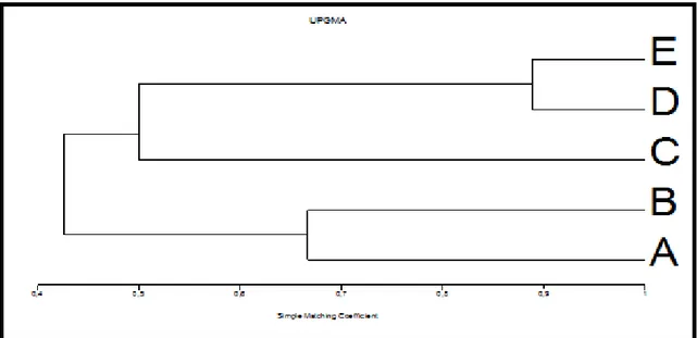 Gambar  3  Dendogram  similaritas  analisis  isoenzim  5  jenis  sampel  daun  salak  Padang  Sidempuan menggunakan enzim PER (peroksidase) dimana A) Sisundung1 B) Sisu ndung2 C) Sisundung3 D) Sisundunng4 E) Sisundung5