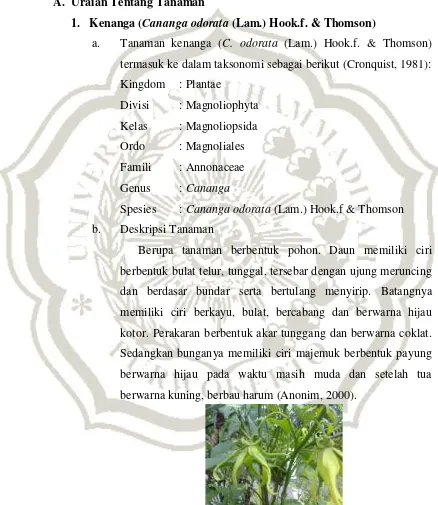 Gambar 1. Bunga kenanga Cananga odorata (Lam.) Hook.f. & Thomson