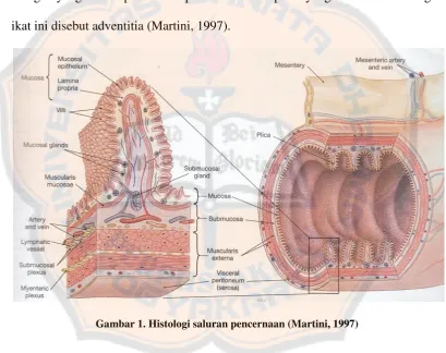 Gambar 1. Histologi saluran pencernaan (Martini, 1997) 