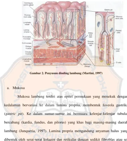 Gambar 2. Penyusun dinding lambung (Martini, 1997) 