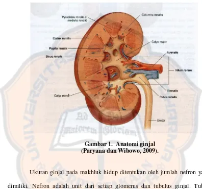 Gambar 1.  Anatomi ginjal