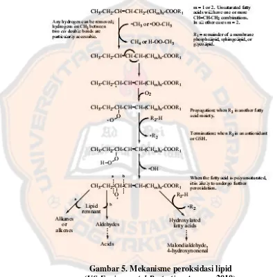 Gambar 5. Mekanisme peroksidasi lipid
