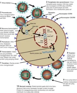 Gambar 2.4.  Siklus Replikasi HIV(Yayasan Spiritia,2014)  