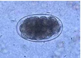Gambar 2.6 Telur Hookworm (PHIL 5220 – CDC) 