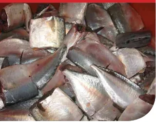 Gambar 10  Ikan Basah (sering disebut ikan rucah) yang digunakan sebagai pakan indukan kerapu (Foto: M