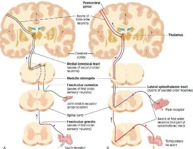 Gambar 2.6Proses asendens dari stimulus nyeri berawal dari nosiseptor dan  berakhir pada korteks serebri untuk dipersepsikan dan  dilokalisasi