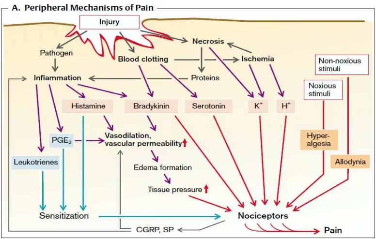 Gambar 2.3 Proses perjalanan nyeri dari stimulus, mediator, reseptor dan  modulator.  Sumber : Color atlas of Pathophysiology, 2000