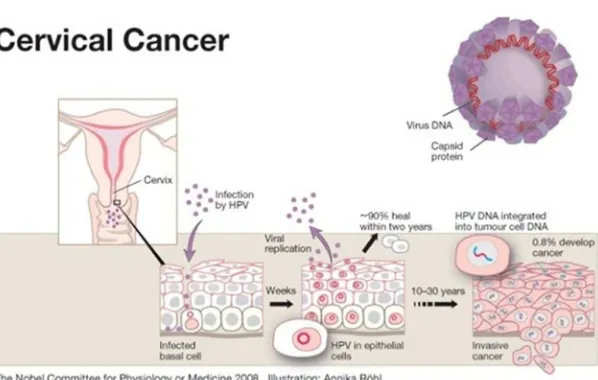 Gambar 2.6 Ilustrasi virus HPV 