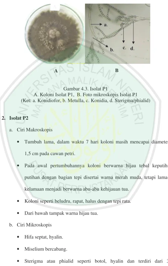 Gambar 4.3. Isolat P1 