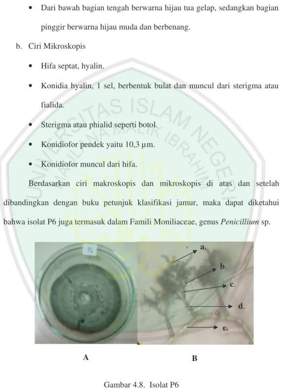 Gambar 4.8.  Isolat P6 
