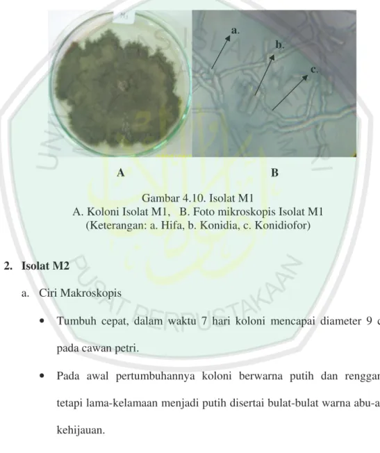 Gambar 4.10. Isolat M1 