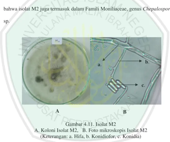 Gambar 4.11. Isolat M2 