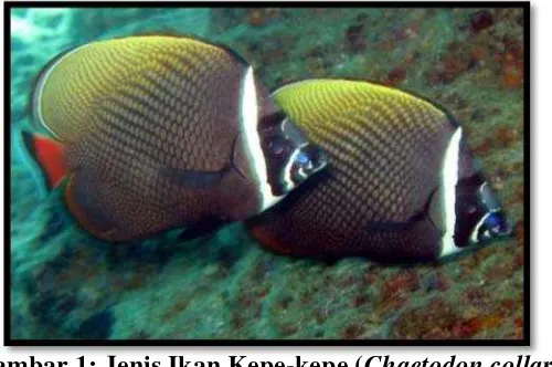 Gambar 1: Jenis Ikan Kepe-kepe (Chaetodon collare)