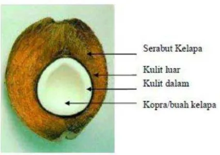 Tabel 2.1 Komposisi zat gizi daging buah kelapa per 100 gram zat gizi [16] 