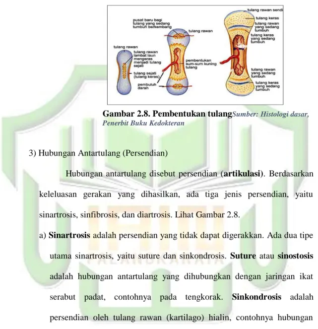 Gambar 2.8. Pembentukan tulang Sumber: Histologi dasar,  Penerbit Buku Kedokteran