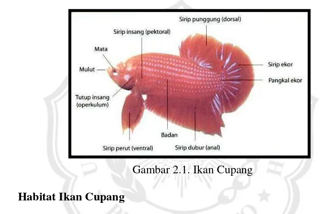 Gambar 2.1. Ikan Cupang 