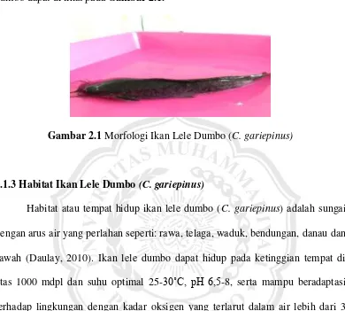 Gambar 2.1 Morfologi Ikan Lele Dumbo (C. gariepinus) 