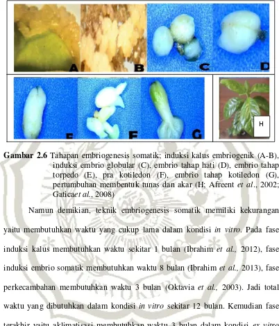 Gambar 2.6 Tahapan embriogenesis somatik; induksi kalus embriogenik (A-B), 
