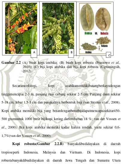 Gambar 2.2 (A) buah kopi arabika; (B) buah kopi robusta (Prastowo et al., 