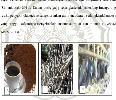 Gambar 2.3(A) bubuk kopi diseduh untuk minuman; (B) batang kopi sebagai kayu bakar; (C) kulit biji kopi sebagai pakan ternak (Halupi& Martini, 2013) 
