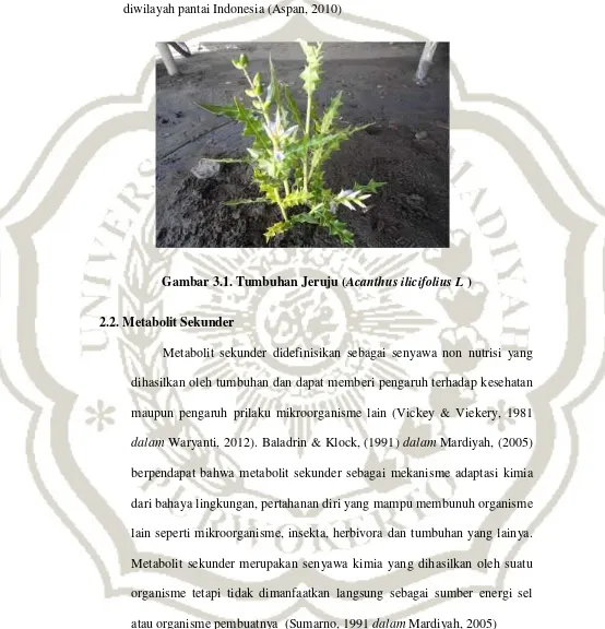 Gambar 3.1. Tumbuhan Jeruju (Acanthus ilicifolius L )