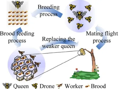 Gambar 2.3 Proses perkawinan lebah madu