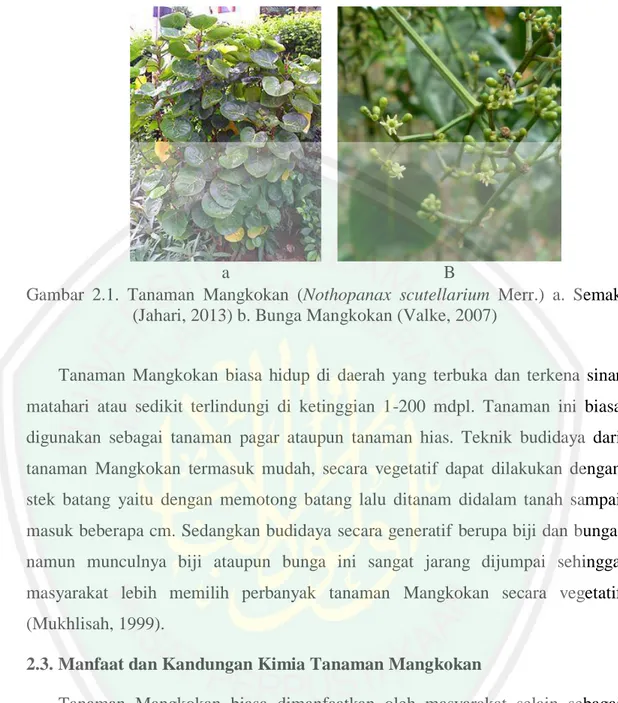 Gambar  2.1.  Tanaman  Mangkokan  (Nothopanax  scutellarium  Merr.)  a.  Semak  (Jahari, 2013) b
