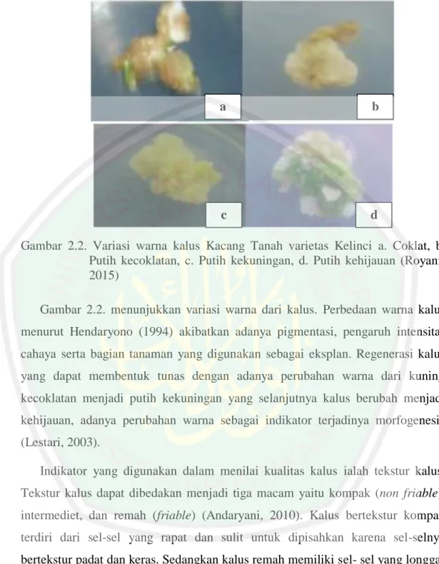 Gambar  2.2.  menunjukkan  variasi  warna  dari  kalus.  Perbedaan  warna  kalus  menurut  Hendaryono  (1994)  akibatkan  adanya  pigmentasi,  pengaruh  intensitas  cahaya  serta  bagian  tanaman  yang  digunakan  sebagai  eksplan