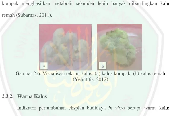 Gambar 2.6. Visualisasi tekstur kalus. (a) kalus kompak; (b) kalus remah  (Yelnititis, 2012) 