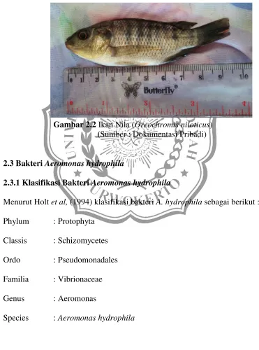 Gambar 2.2 Ikan Nila (Oreochromis niloticus) 