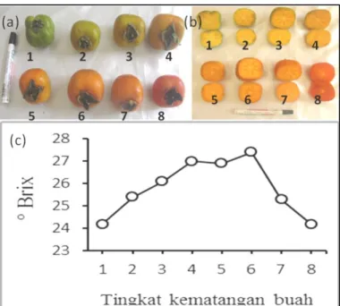 Gambar 2. Tingkat kemasakan buah dengan warna kulit yang berbeda (a), warna daging buah berdasarkan warna kulit (b), dan  perubahan tingkat kemanisan daging buah berdasarkan kematangan fisiologis kulit buah (c)
