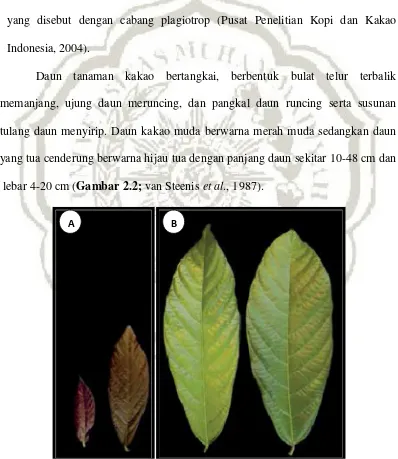 Gambar 2.2 Morfologi daun kakao; daun kakao muda yang berwarna merahmuda (A), daun kakao yang sudah tua cenderung berwarna hijautua (B) (Sumber : Philips et al., 2013).
