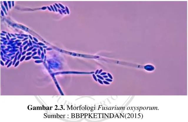 Gambar 2.3. Morfologi Fusarium oxysporum. 