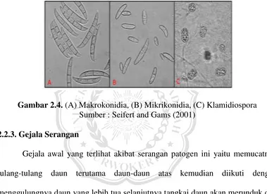 Gambar 2.4. (A) Makrokonidia, (B) Mikrikonidia, (C) Klamidiospora 