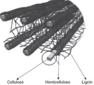Gambar 2.6  Skema persebaran selulosa, hemiselulosa dan lignin pada serat alam (M. D. H Beg, 2015) 