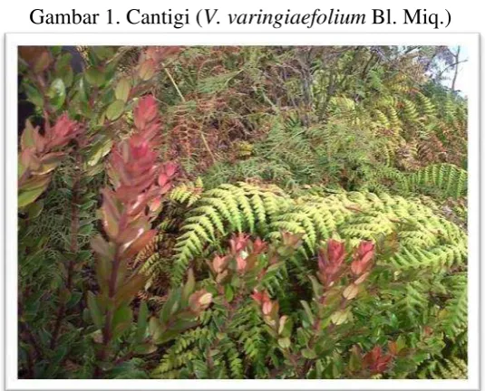 Gambar 1. Cantigi (V. varingiaefolium Bl. Miq.) 