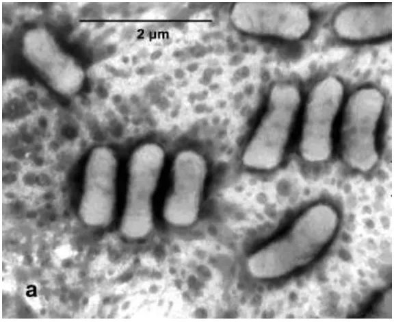 Gambar 2.2. Azotobacter 