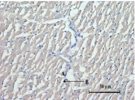 Gambar 1.  Gambaran  imunohistokimia  arteria  koronaria  tikus  putih  yang  diberi  pakan  normal  (K)  selama  90  hari