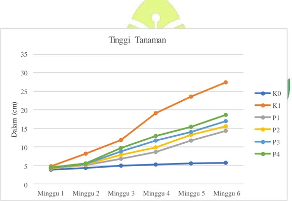 Gambar 4.1. Grafik Rata-rata Tinggi Tanaman Cabai Rawit                                                               