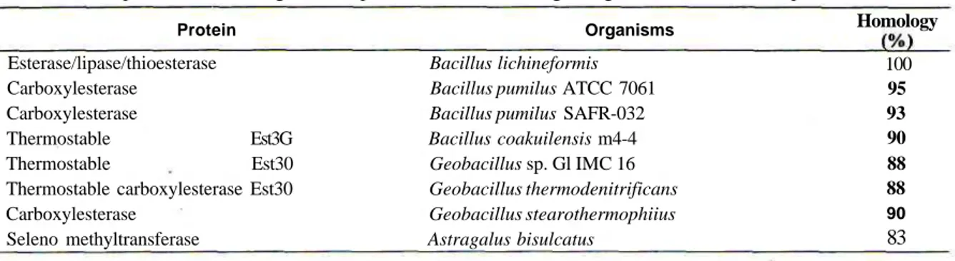 Tabel 2. Hasil pencarian homologi terhadap urutan nukleotida fragmen gen smt Geobacillus sp