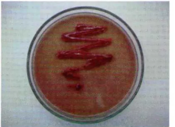 Foto Koloni Geobacillus sp. 20k pada media yang disuplementasi Se.